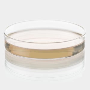 Agar Nutritiv