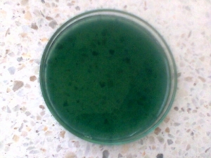 C.L.E.D. Agar